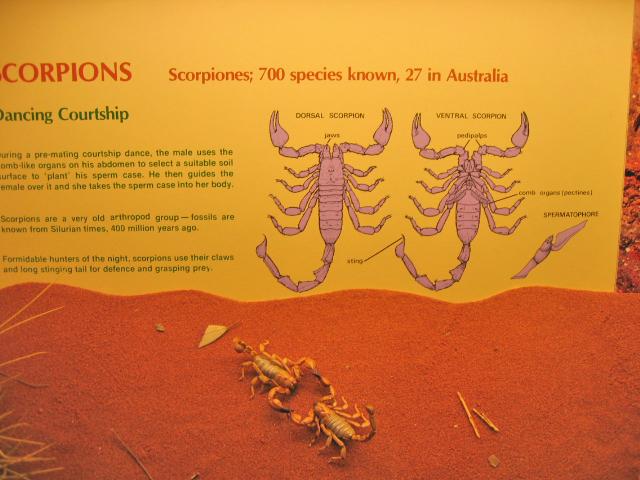 A 115 Sydney -  Scorpions du Museum.jpg